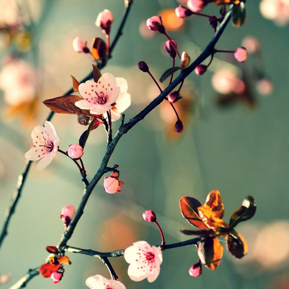 Meet your Posher, Abigail